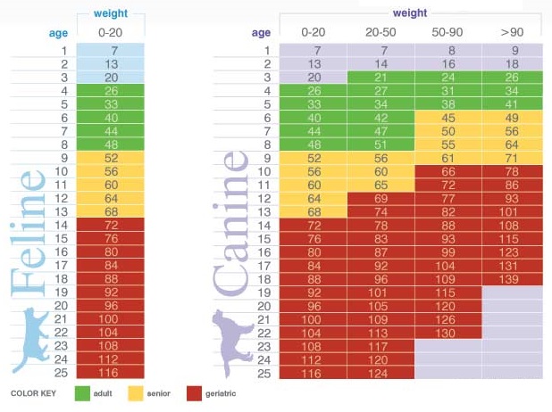 Puppy Years To Human Years Chart